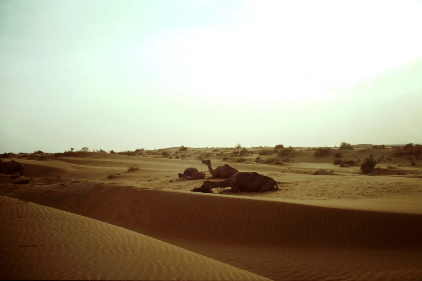 Rippled sand dunes at Sam near Jaisalmer in late afternoon light
